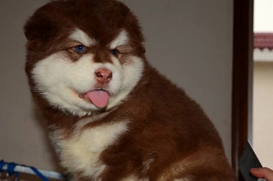 阿拉斯加犬的价格，一般幼犬价格在2000～6000元之间