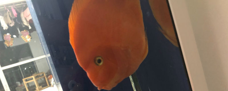 鹦鹉鱼鳃肿怎么办