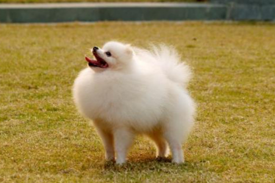 茶杯犬能活几年