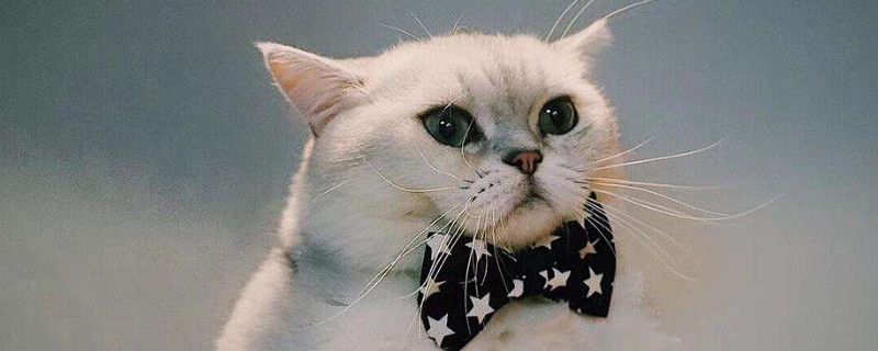 猫身上有皮屑怎么治疗