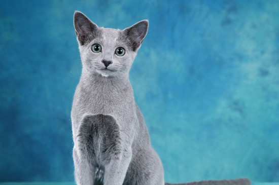英国短毛猫是蓝猫吗，英国短毛猫和蓝猫区别