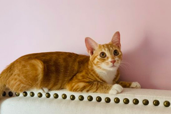 橘猫是什么品种