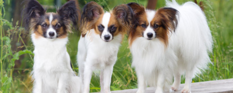 蝴蝶犬能吃鱼吗