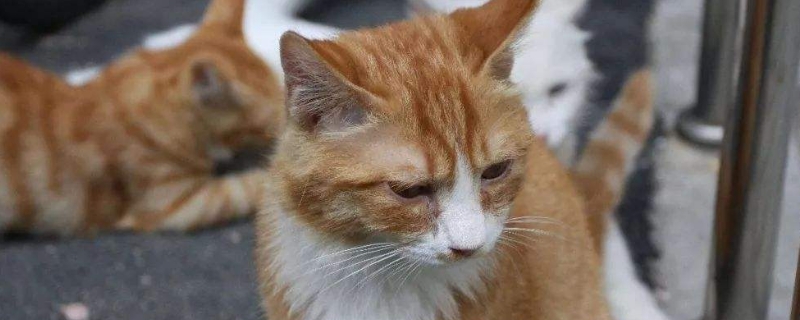 野猫生小猫一般在哪生