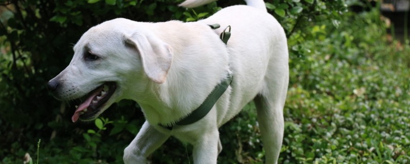 拉布拉多犬好养吗