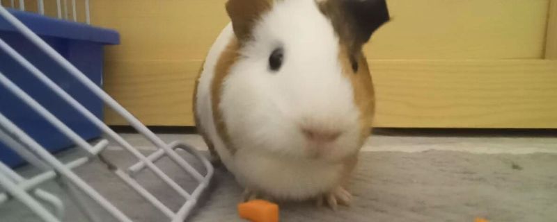 荷兰猪可以吃胡萝卜吗