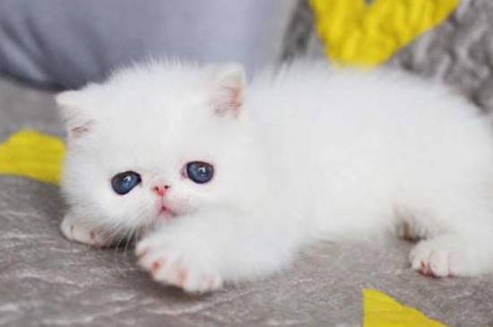 猫咪吐血是怎么回事