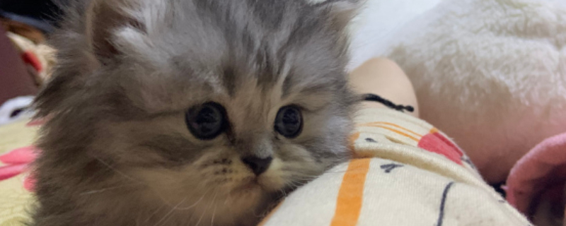 矮脚猫是什么品种