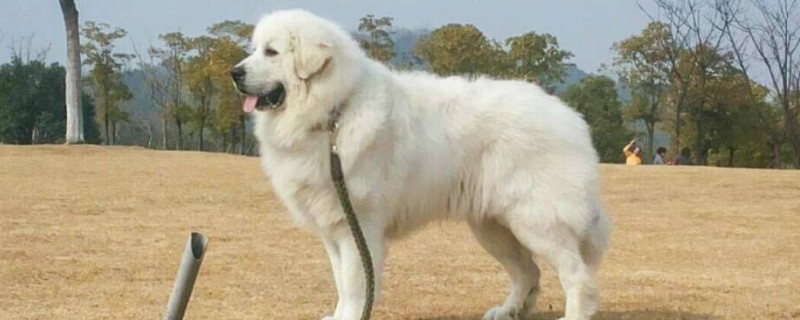 北极熊犬的价格，一般需要1000-3000元一只