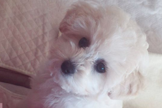比熊犬喜欢吃什么食物