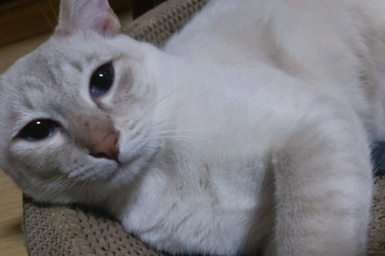 暹罗猫聪明到什么程度