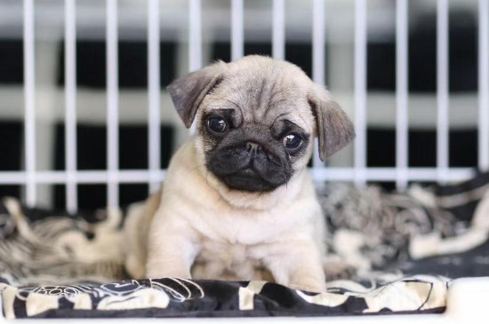 巴哥犬怎么训练