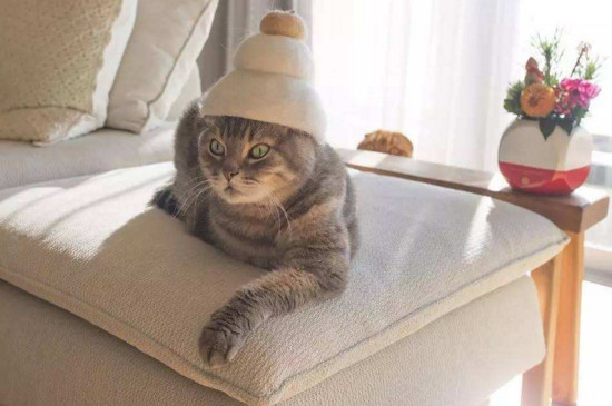 猫咪害怕的声音