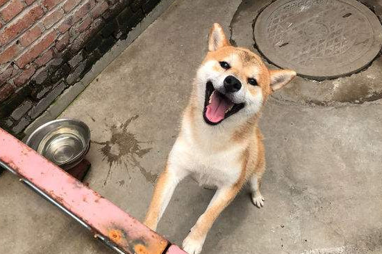 2000买柴犬靠谱吗