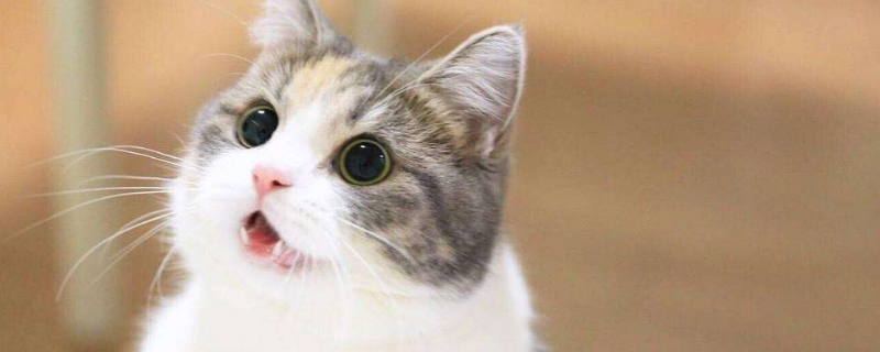 猫不能喝牛奶的原因