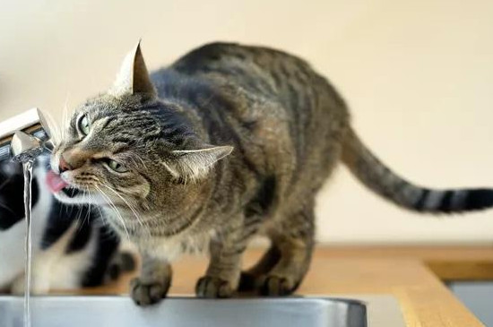 冬天猫喝水如何处理