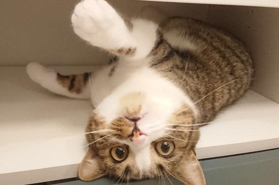 猫怎么绝育