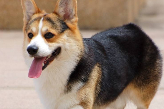 如何分辨真假柯基幼犬