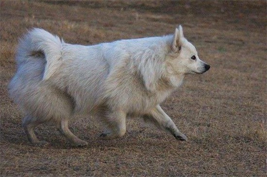 狐狸犬和博美的区别，教你一秒辨别差异的4个方法