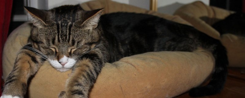 猫发春的表现