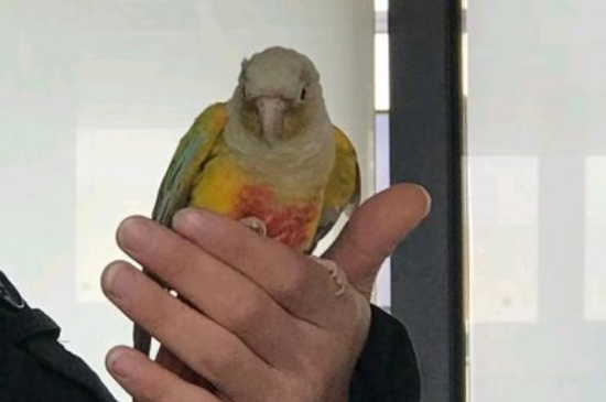 鹦鹉下蛋后怎么才能孵出小鸟