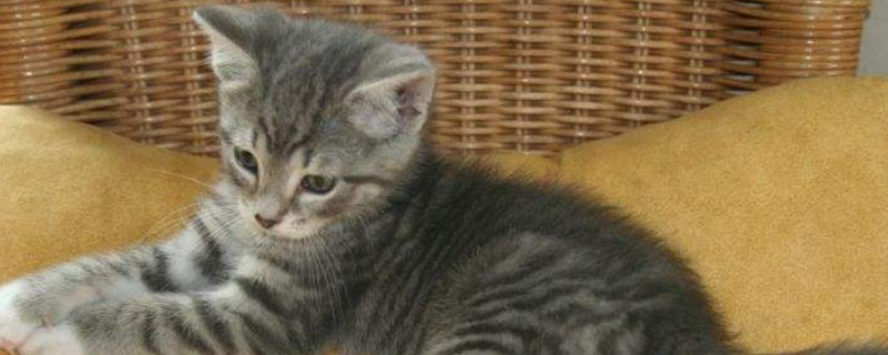 猫咪鼻子上有黑痂