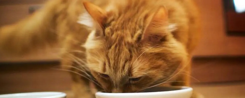 猫吃蛋黄还是蛋白