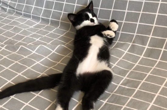 家猫是什么品种
