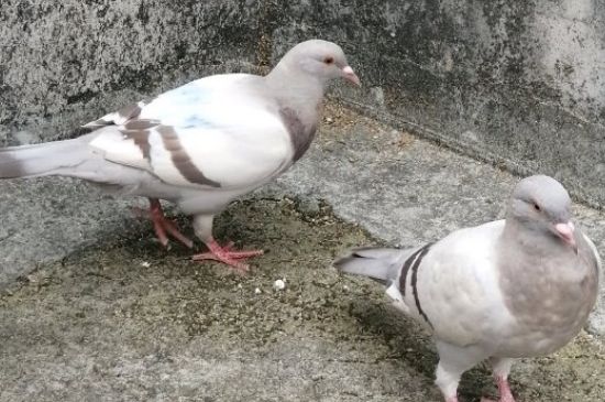 土霉素治鸽子拉水便吗