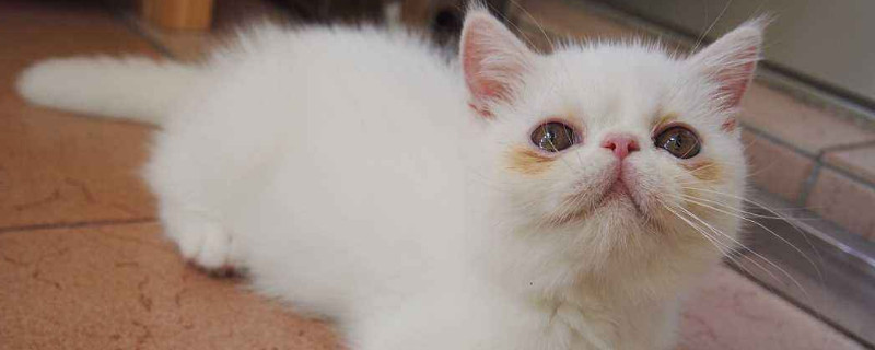猫大小眼是怎么回事，猫眼睛大小眼能自愈吗