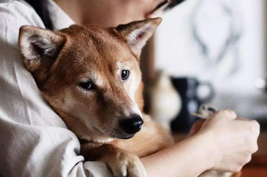 怎么给狗剪指甲