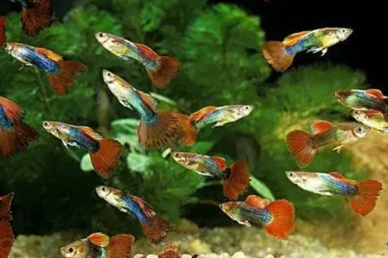 孔雀鱼水温多少度合适