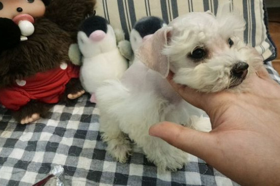 狗狗体内驱虫多久一次