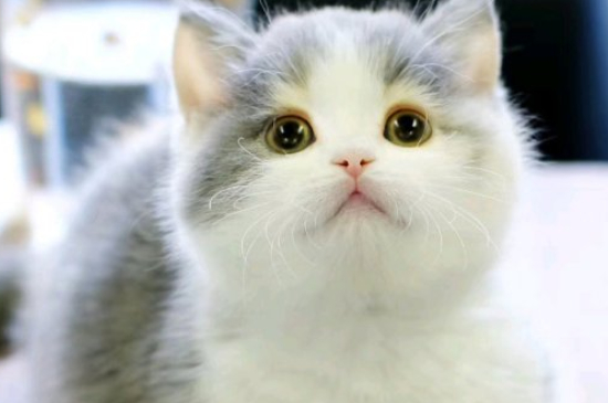 矮脚母猫可以繁殖吗