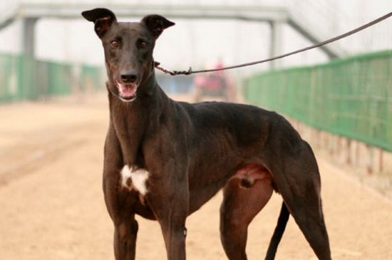中国禁养法老王猎犬的原因，三个缺点导致法王不能养