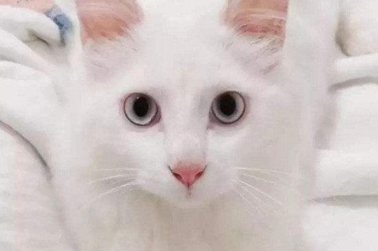 猫咪长脓包的原因