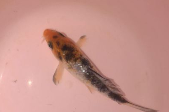 小锦鲤能长大吗