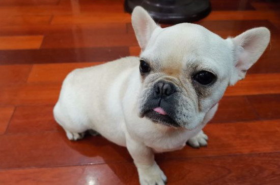 狗咬了多久过安全期