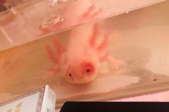 六角龙鱼怎么养吃什么