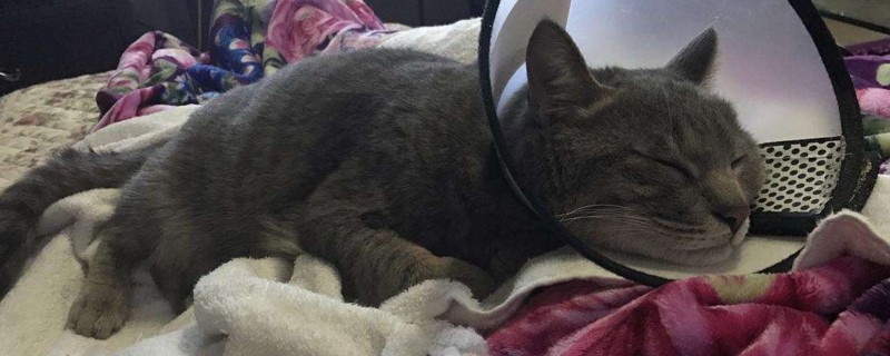 猫膀胱炎