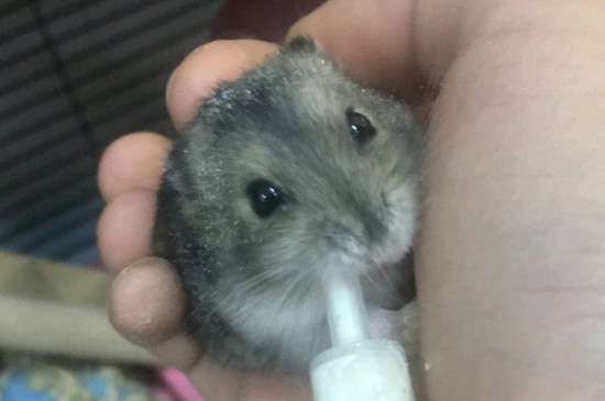 仓鼠噗噗的声音还抽搐