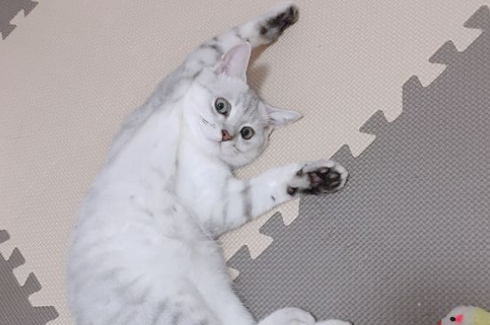 猫感冒症状
