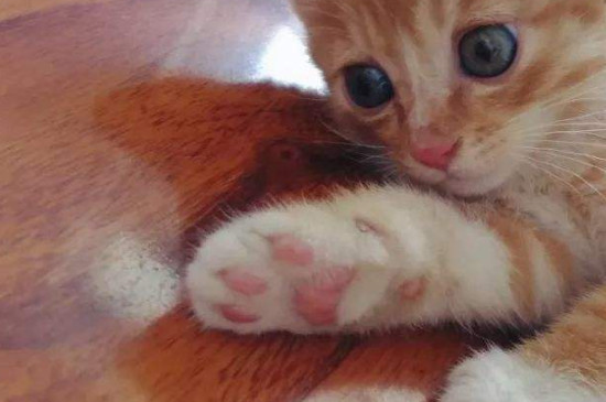 两个月猫咪怎么养