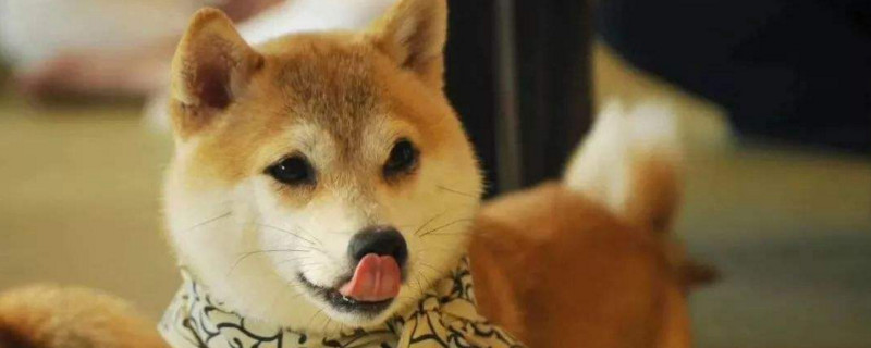 柴犬幼崽怎么辨别真假