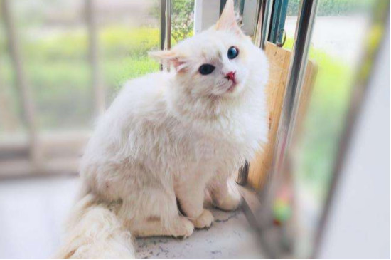 为什么火焰布偶便宜