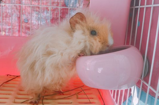荷兰猪刚买来怎么处理