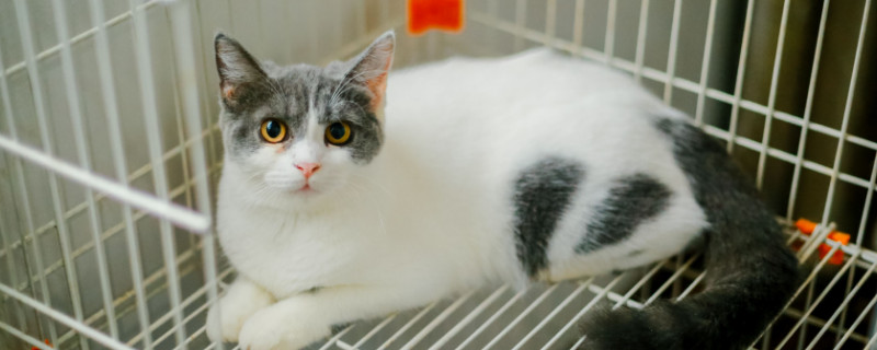 猫能学会说人话吗