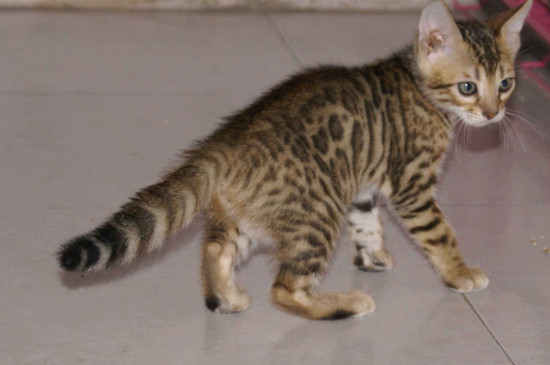 豹猫好养吗