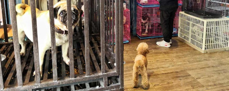 宠物店收狗吗不想养了