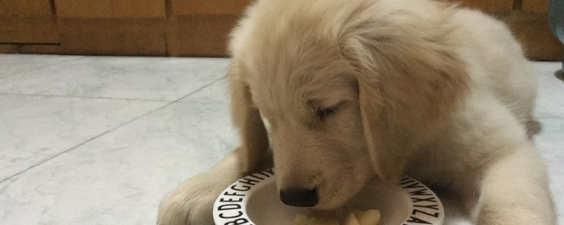 狗狗能吃脆冬枣吗